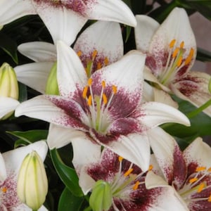 Tribal Kiss Lily Bulbs FREE SHIPPING
