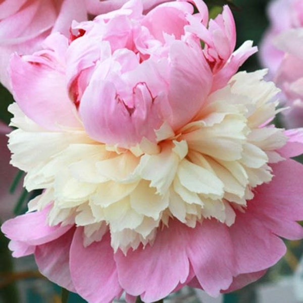 Sorbet Bareroot Peony, 2-3 Eye, Great for Fall and Spring Planting! Free Shipping!!