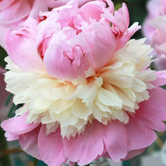 Sorbet in Trade one Gallon (0.667 gallons of potting soil) Peony, 2-3 Eye, Great for Fall and Spring Planting!