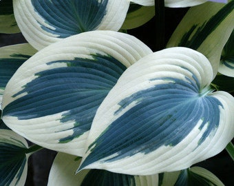 Blue Ivory Hosta Bareroot Plants, you choose amount!
