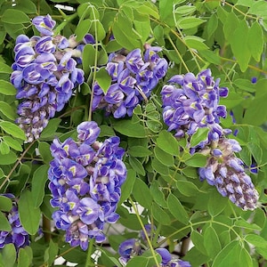 Amethyst Falls Wisteria Vine - Live Plant -in 4 inch cups