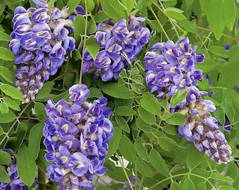 Amethyst Falls Wisteria Vine - Live Plant -in 4 inch cups