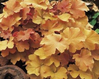 Caramel Heuchera/ Coral Bells in 4 Inch Pot--Great for Fall planting!