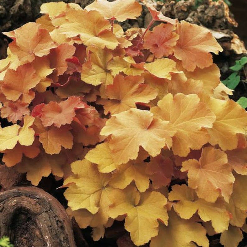 Caramel Heuchera/ Coral Bells in 4 Inch PotGreat for Fall planting image 1