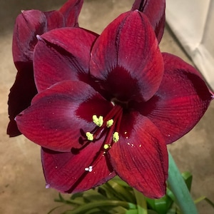 Black Pearl Amaryllis Bulb, Nice size bulb!. Great for Forcing! Wonderful and unique gift! FREE SHIPPING!!