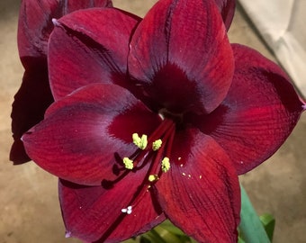 Black Pearl Amaryllis Bulb, Nice size bulb!. Great for Forcing! Wonderful and unique gift! FREE SHIPPING!!
