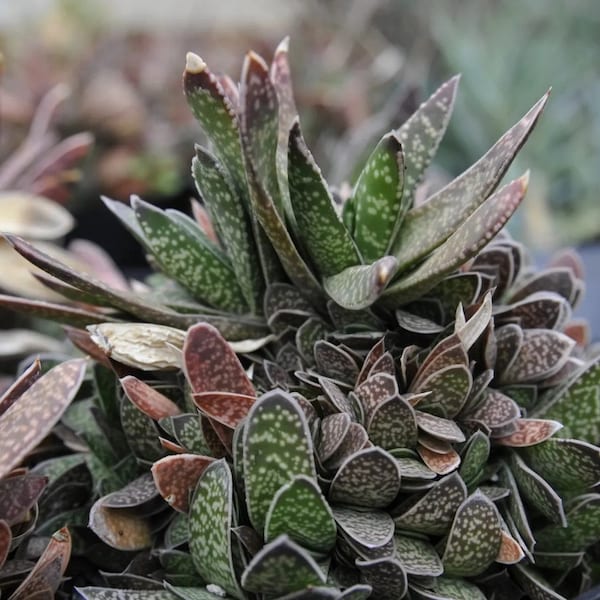 Ox Tongue Gasteria in 3.5 inch  Size Pots/Tropical plant---you choose amount!! Do not order in extreme temps, hot or cold.