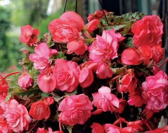 Odorata Pink Delight Begonia Bareroot--You Choose Amount!!!