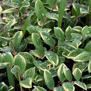 Japanese Solomon's Seal Variegatum Polygonatum multiflorum Shade 4 Pot image 2