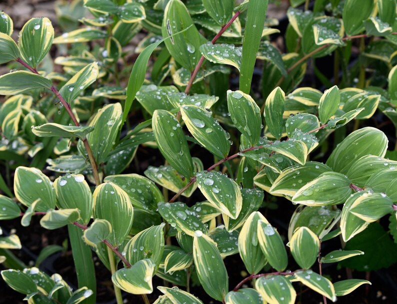 Japanese Solomon's Seal Variegatum Polygonatum multiflorum Shade 4 Pot image 2