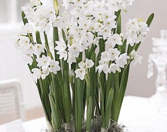 Ziva Paperwhites Bulbs- Indoor Narcissus: Narcissus tazetta- You choose amount! FREE SHIPPING!!!