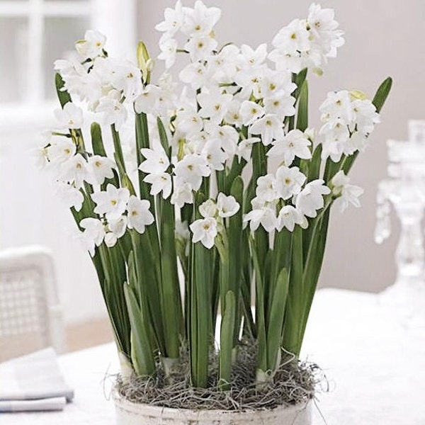 Ziva Paperwhites Bulbs- Indoor Narcissus: Narcissus tazetta- You choose amount! FREE SHIPPING!!!