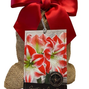 Sparticus Amaryllis Bulb in Burlap Gift Bag!! Easy to Grow Bulbs--Includes Growing Medium--Great Holiday Gift!!!