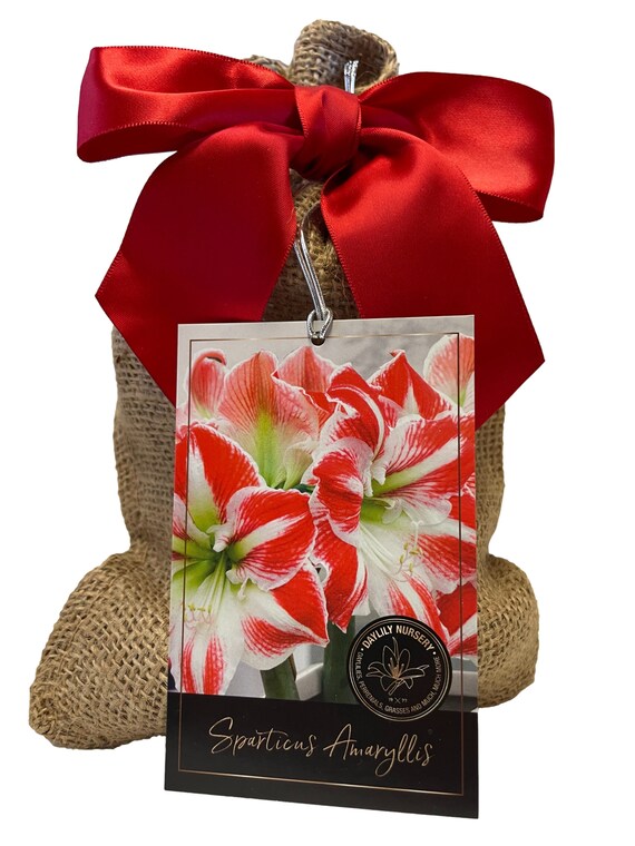 Sparticus Amaryllis Bulb in Burlap Gift Bag!! Easy to Grow Bulbs--includes  Growing Medium--great Holiday Gift!!! - Etsy