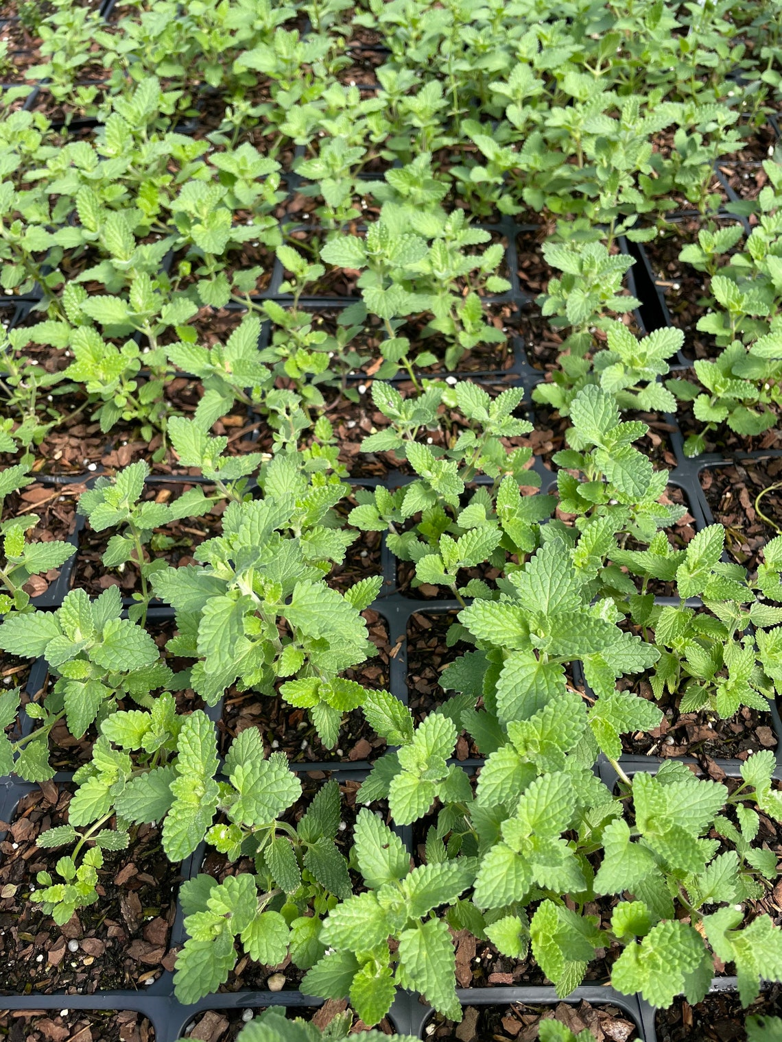 Walker's Low Catmint 3.5 Pots Deer Resistant Etsy