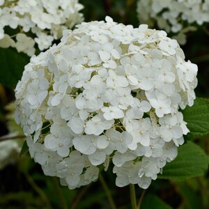 Hydrangea Arborescens Annabelle 2.5 Inch Starter Plant, this is an End of the Season price on these, get them at a Bargain image 5