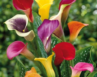 Mixed Calla Lily Plants in 3.5" Pots---You Choose How Many!!!