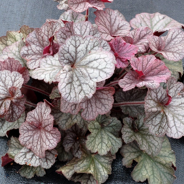3 Northern Exposure Silver Scrolls Heuchera in 3 inch  Size Plugs/Coral Bells---Plugs removed from tray, and stretch wrapped for transit