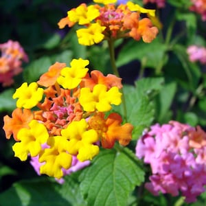 Miss Huff Lantana Camara Flowers Cold Hardy -Natural Mosquito Repellant-Attract Hummingbirds & Butterflies-3.5 inch Pots. You choose amount!