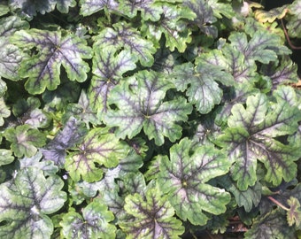 Tapestry Heucherella in 3.5 inch pots----you chose amount. One plant per pot!