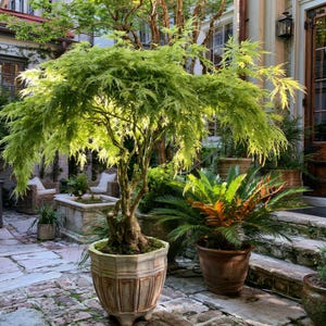 May include: A Japanese maple tree with delicate, light green, lacy leaves in a textured, octagonal, light-colored planter. The tree has a thick, gnarled trunk and cascading branches, positioned on a stone patio near other potted plants.