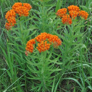 Asclepias Tuberosa Butterfly Weed---attracts bees, butterflies, hummingbirds 3.5 inch container-- You choose amount!
