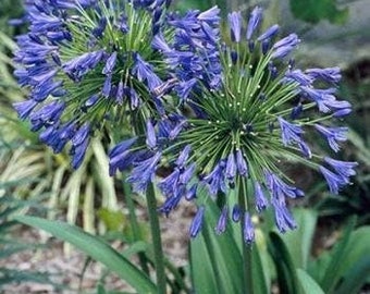 Stevie's Wonder Blue Agapanthus Plants in 3.5" Pots