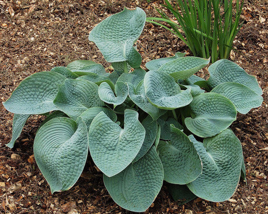 Drinking Gourd Hosta Plants in 3.5 Inch Cups, You Choose Amount Etsy