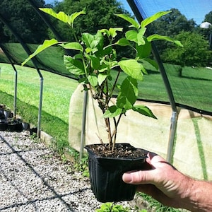 Hydrangea Arborescens Annabelle 2.5 Inch Starter Plant, this is an End of the Season price on these, get them at a Bargain image 2