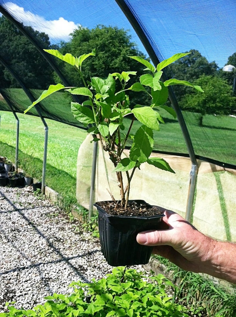 Hydrangea Arborescens Blue 2.25 Inch Starter Plant, this is an End of the Season price on these, get them at a Bargain image 3