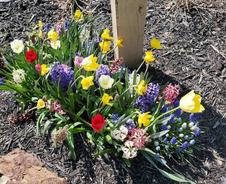 【おまとめ】【Spring Arrivals】【Spring Bright】 A Complete Spring Garden - 50 Bulbs for 50 Days of Continuous