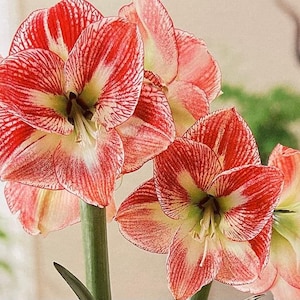 Spotted Queen Amaryllis Bulb, 26-32 cm. Great for Forcing! Wonderful and unique gift! FREE SHIPPING!!