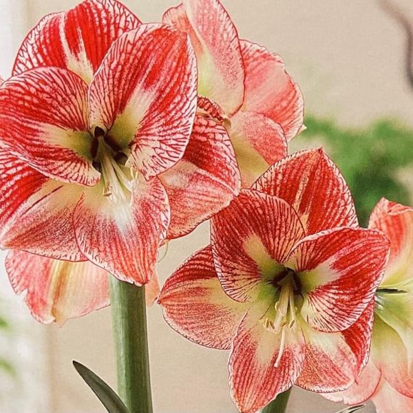 Spotted Queen Amaryllis Bulb, 26-32 cm. Great for Forcing! Wonderful and unique gift! FREE SHIPPING!!