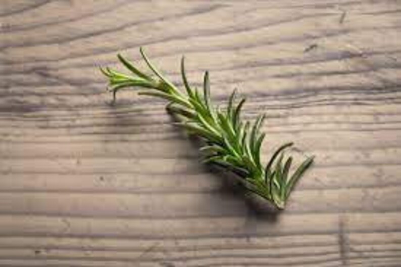 3 Rosemary Plants majorca Pink in 4 Inch Cups Etsy UK