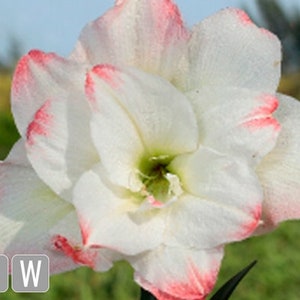 Amadeus Amaryllis Big Double Bloom with Pink/Red Accents Bulbs Flowers Rare, you choose amount!