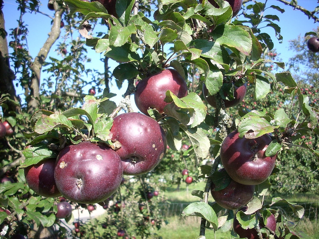 Arkansas Black Apple Trees Bareroot 23 Feet Tall Free Etsy