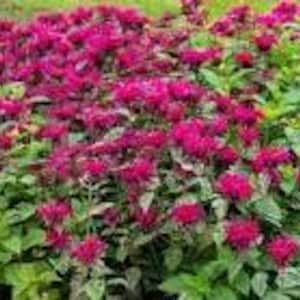 May include: A vibrant bed of magenta flowers in full bloom, contrasted by lush green foliage. The flowers are densely packed, creating a textured, eye-catching display. The image captures the natural beauty of a garden.