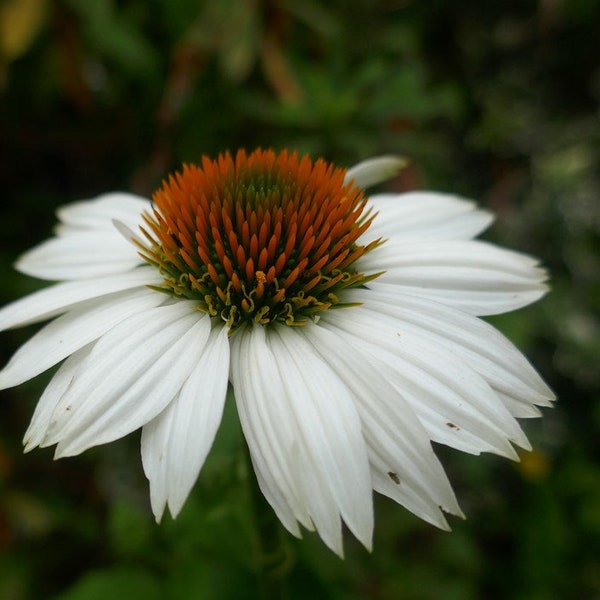 Echinacea Powwow White Coneflower 4" Pot - Live Potted Plant