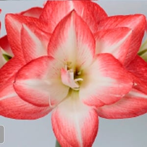 Blossom Peacock Amaryllis Big Double Bloom with Pink/Red Accents Bulbs Flowers Rare, you choose amount!