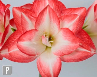 Blossom Peacock Amaryllis Big Double Bloom with Pink/Red Accents Bulbs Flowers Rare, you choose amount!