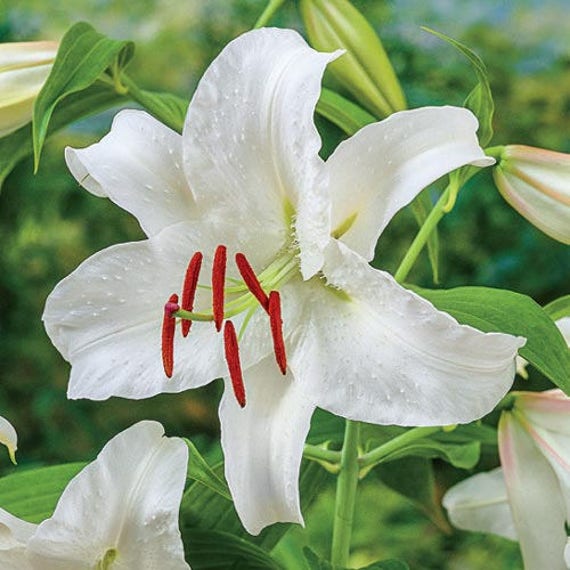 12 Casa Blanca Lily BulbsFREE SHIPPING