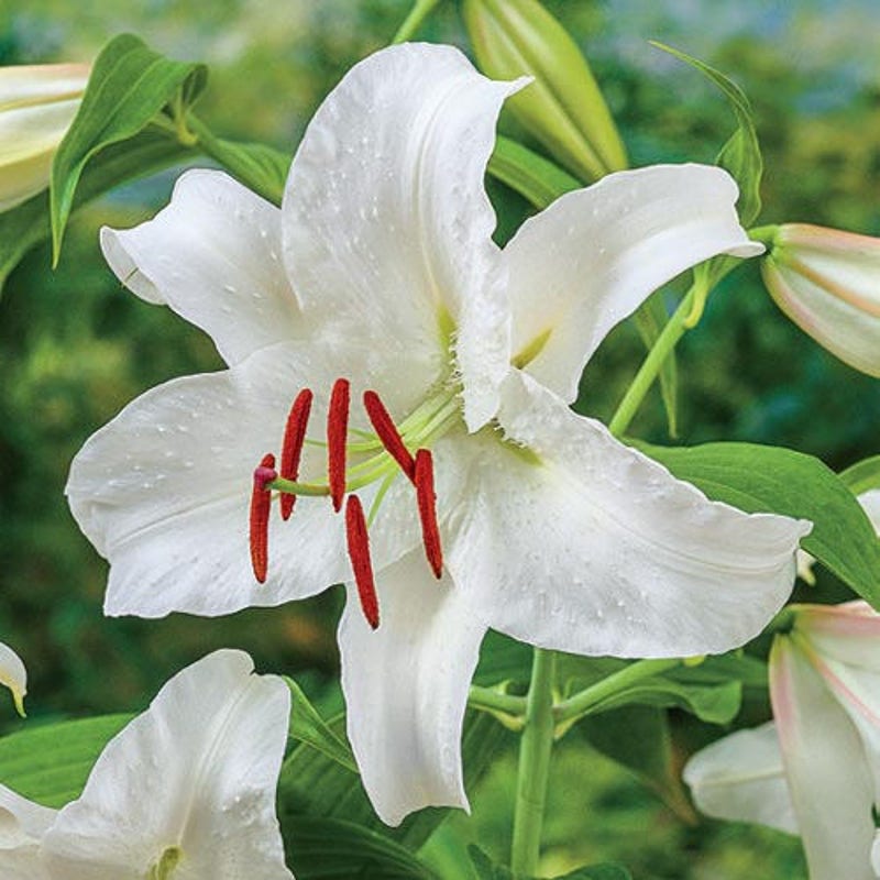 Daylily: Storm Shelter (Proven Winners)