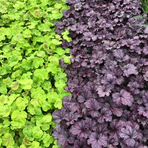 Mixed Heuchera in 3.5 inch pots, you choose amount We send out whatever is the prettiest at the time of order. image 8