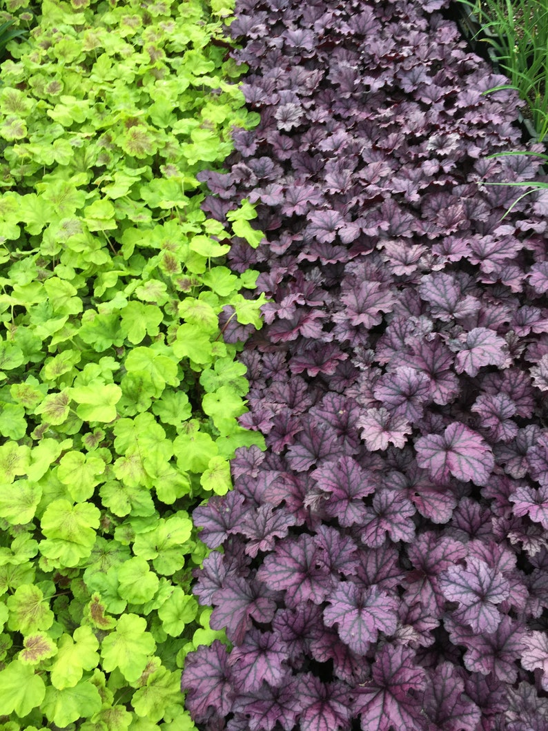 Mixed Heuchera in 3.5 inch pots, you choose amount We send out whatever is the prettiest at the time of order. image 8