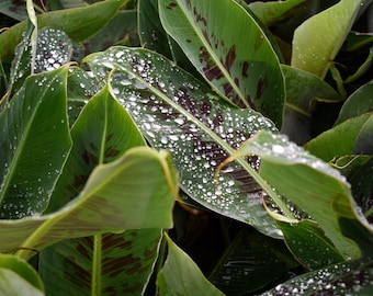 3 Musa ‘Poquito’ Banana Tree/ Banana Tree in 4 inch cups (one plant per cup)