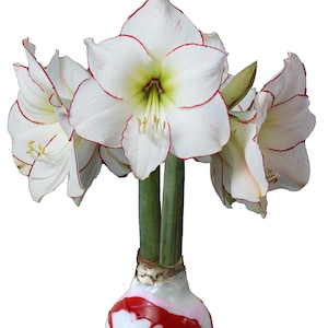 Picasso Waxed Amaryllis Bulb White Wax with pink and Red splatter size 32/34