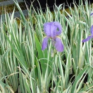 May include: A cluster of purple iris flowers in full bloom, set against a backdrop of green and white striped foliage. The image showcases the vibrant colors and textures of the garden plants.