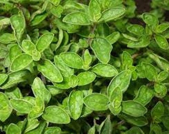 Greek Oregano Culinary Herb Plant in a 4" Pot---Punch up your Sauces, Pesto, Burgers and More!!!