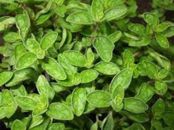 Greek Oregano Culinary Herb Plant in a 4" Pot---Punch up your Sauces, Pesto, Burgers and More!!!