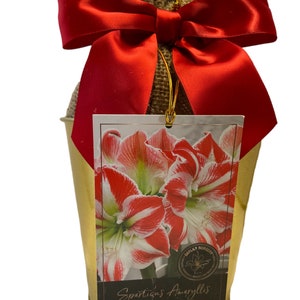 May include: A gold metal pot with a burlap sack tied with a red ribbon bow. The pot contains a red and white amaryllis bulb. The label on the pot reads "Sparticus Amaryllis".